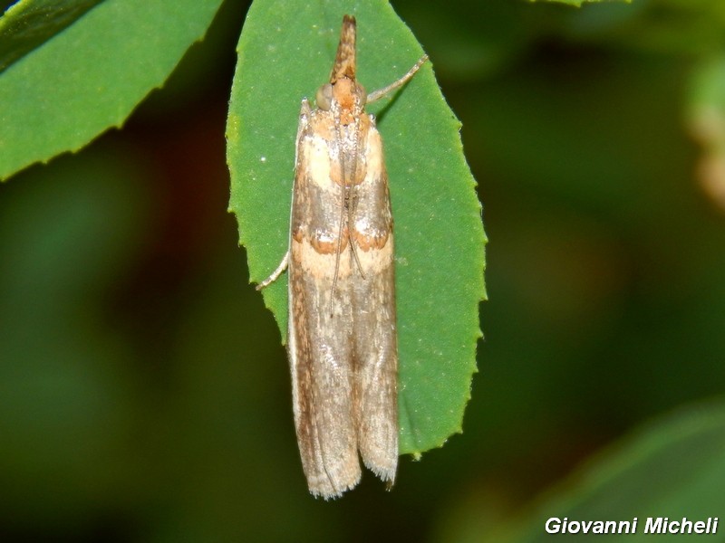 Tortricidae da ID